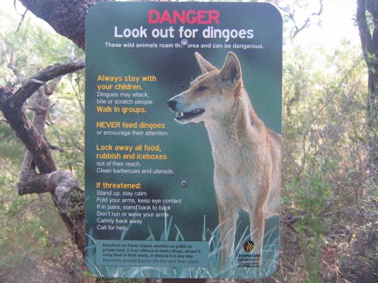 Faire attention aux Dingos,