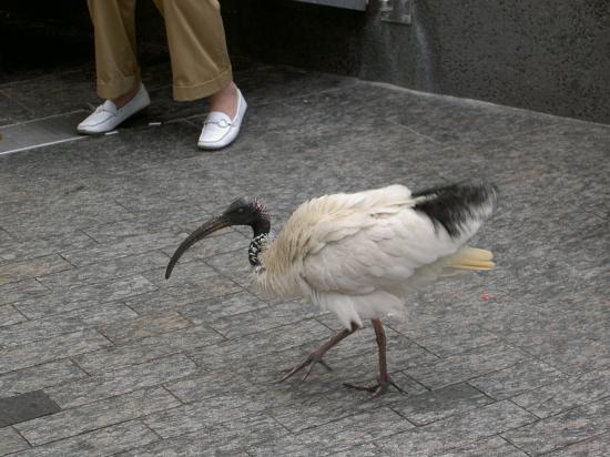 un ibis