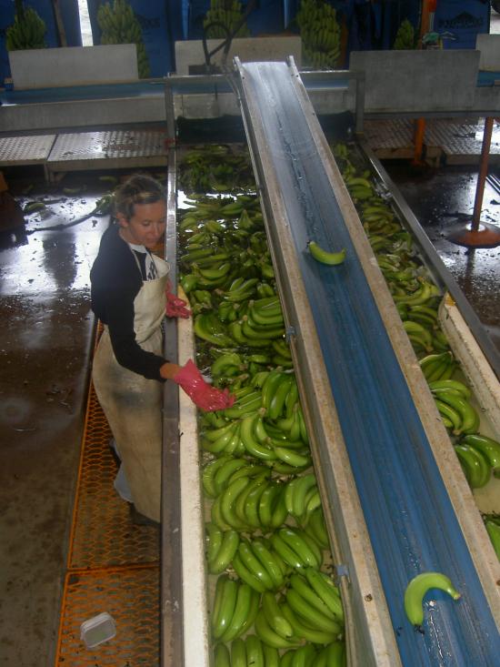  tris des bananes- job de femmes