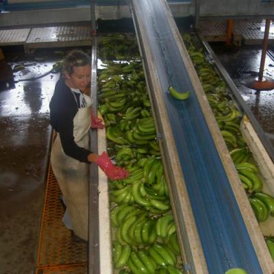 tris des bananes- job de femmes