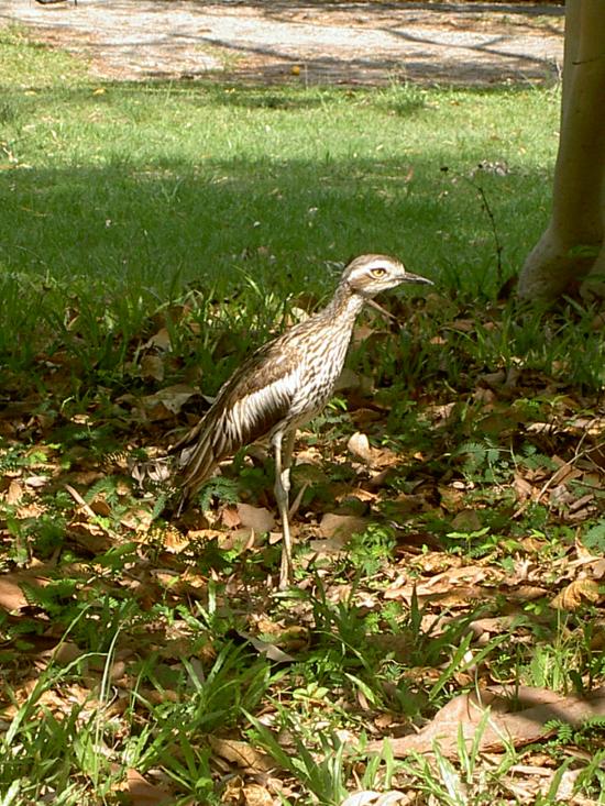 Oiseau d'Australie
