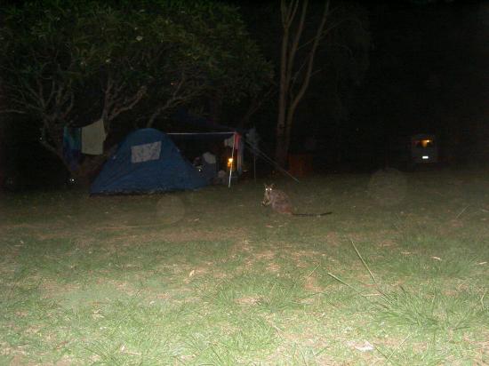 Un wallaby devant ma tente